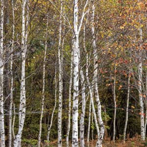 lapita White birch