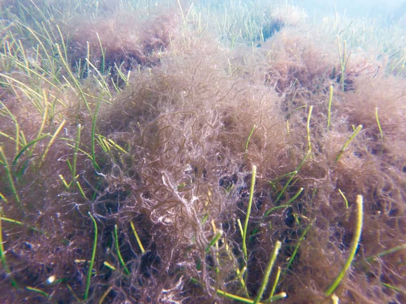 lapita Tongan Seaweed
